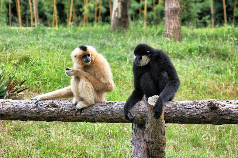 two monkeys sitting on a log in an open field