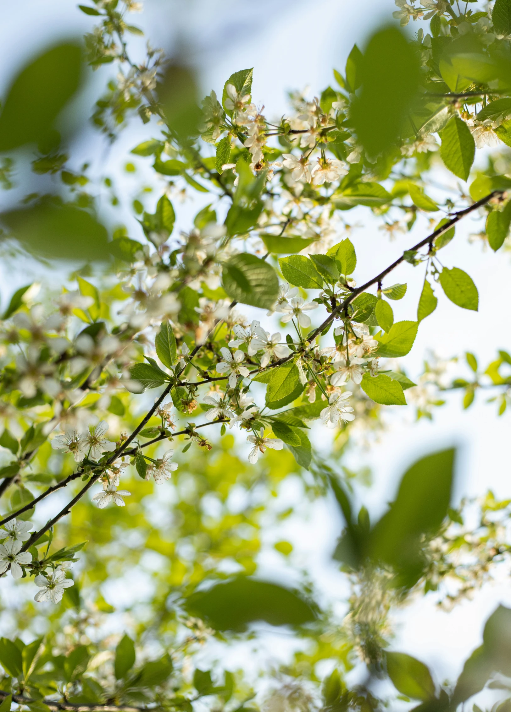 a tree nch with some white flowers on it