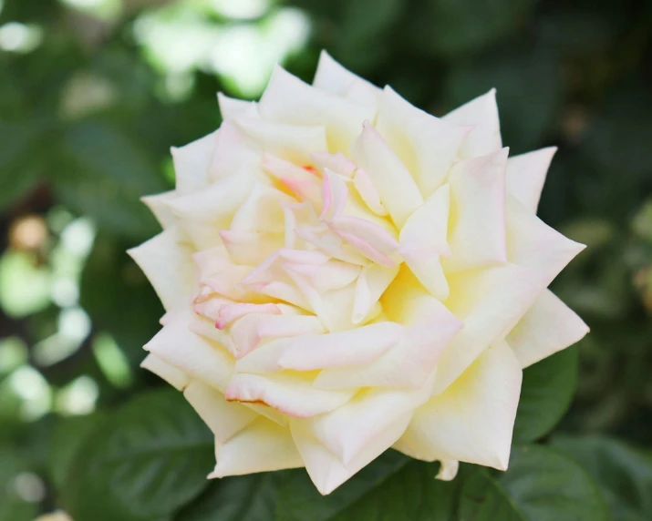 a close up s of the center of a pale colored flower