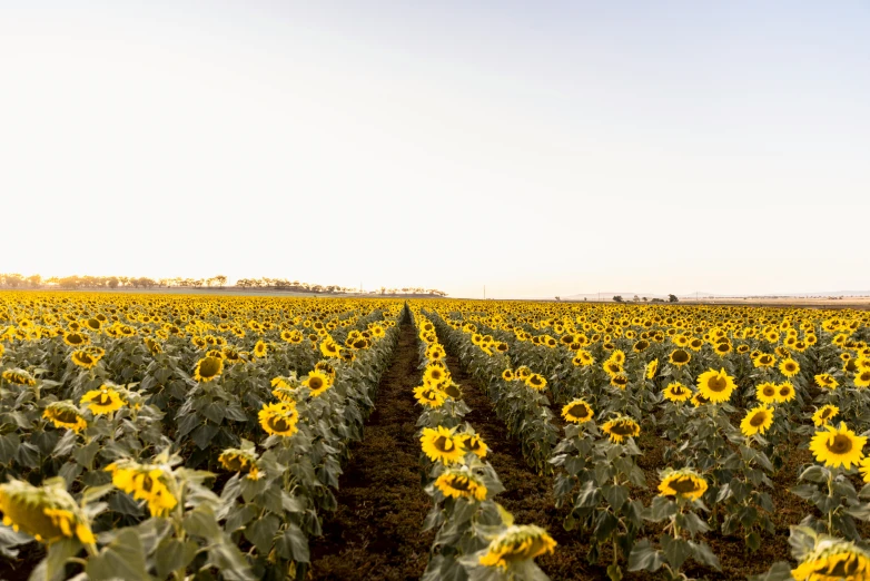 a large field filled with lots of sunflowers