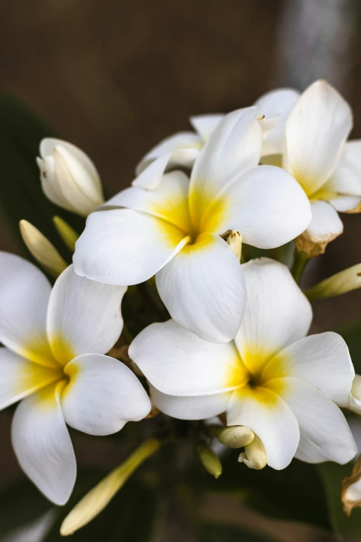 the flower is white and yellow on it