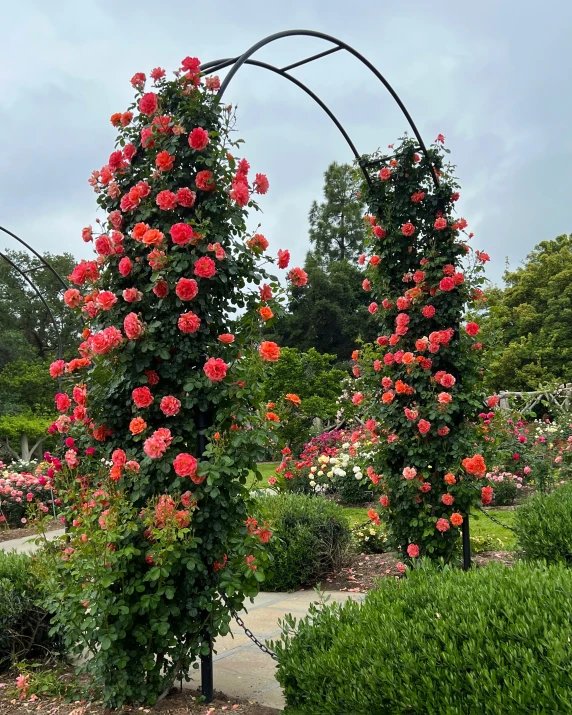 roses growing on top of metal arches in a garden