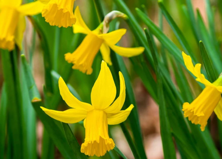 a yellow flower with some green stems growing on it