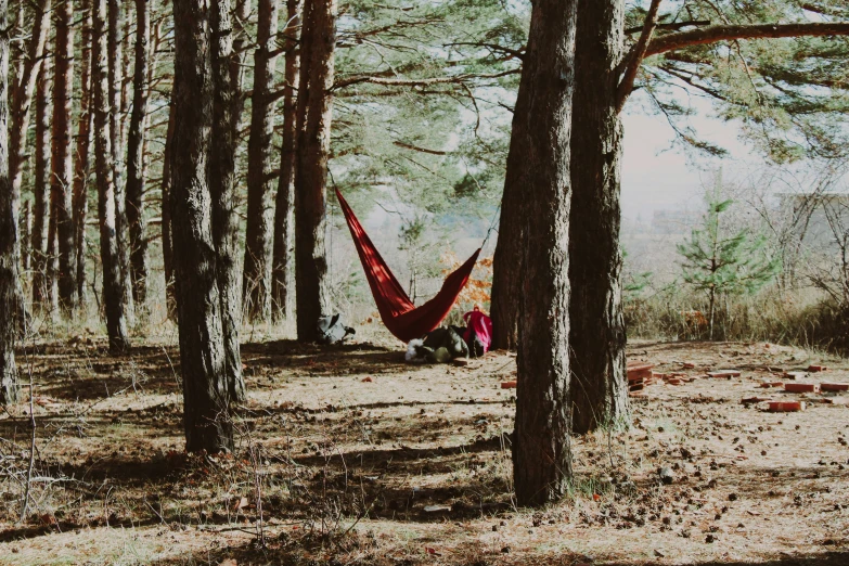 two people laying on hammocks in the forest