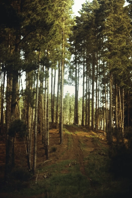 a dirt road is surrounded by tall trees