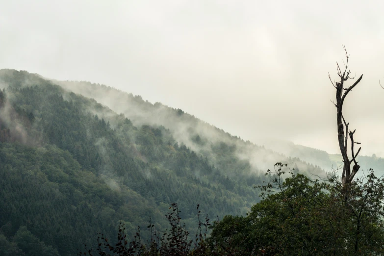 a foggy mountain sits behind the trees