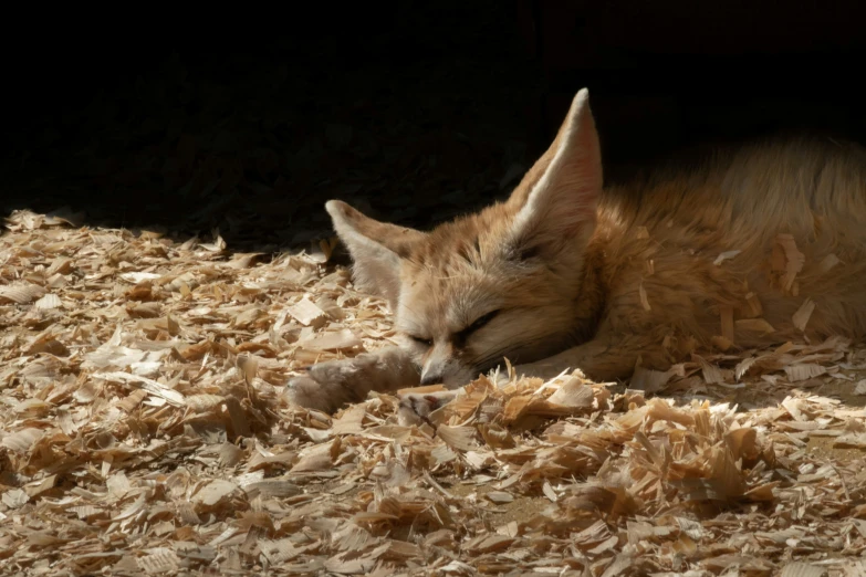 the young cat is sleeping on the slushy floor