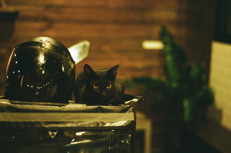 two black cats sitting on top of a wooden box