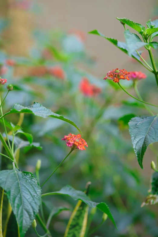 red flowers stand out from the green foliage