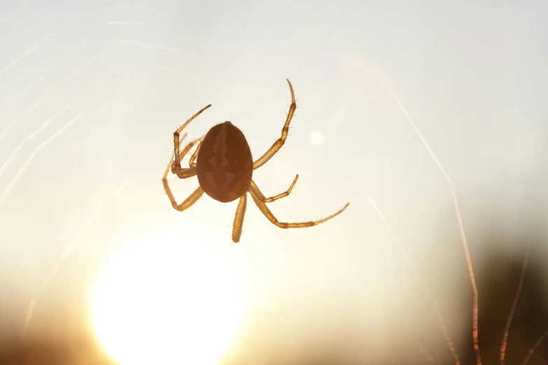 spider on web over sun with trees in the background