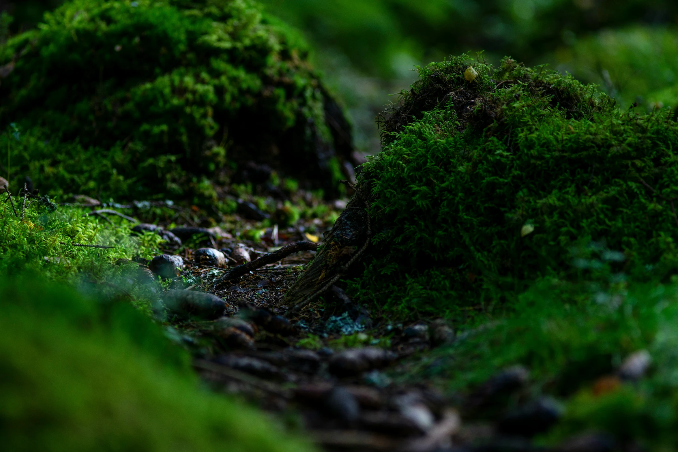 some kind of mossy bed with rocks and grass