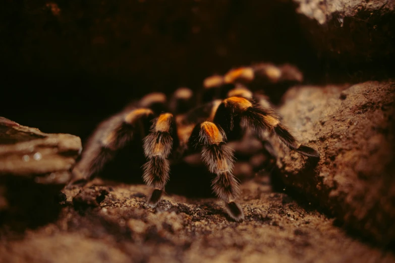 a large orange and black spider sitting on a rock