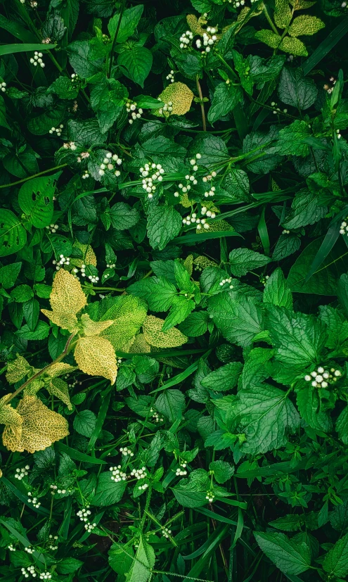 green leaves and white flower petals surround the ground