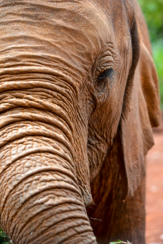 an elephant is close up in front of trees