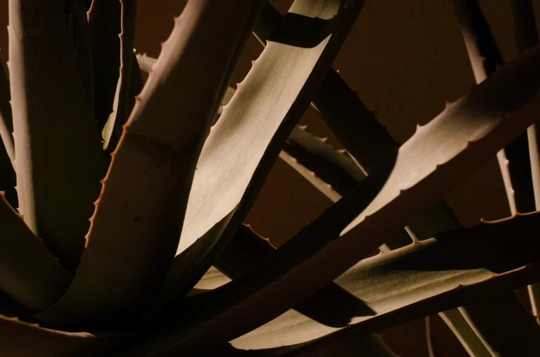 close up view of the underside part of a plant