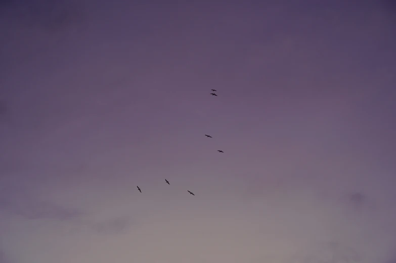 birds flying through the sky with one looking directly at the camera
