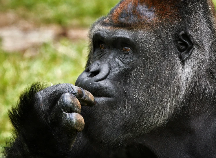 the male gorilla is rubbing his lips with one hand