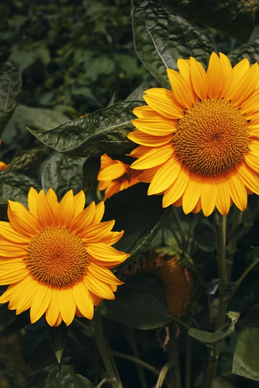 three large yellow sunflowers are blooming in the forest