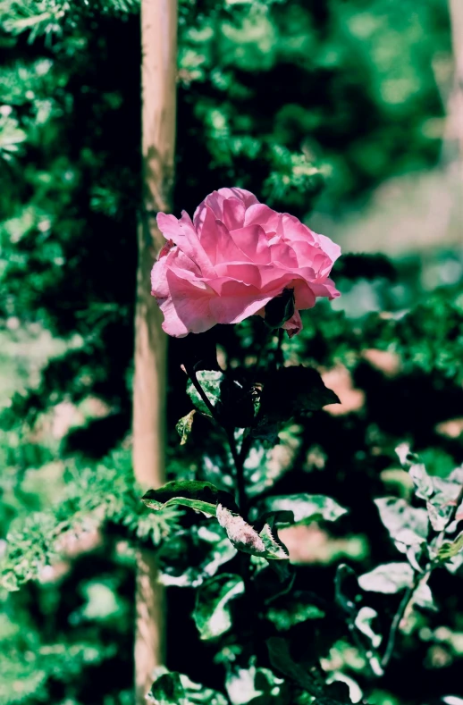 a flower is shown in the foreground and the trees in the background