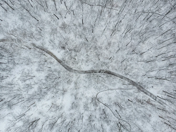 a view of the nches of some trees in a snow covered forest