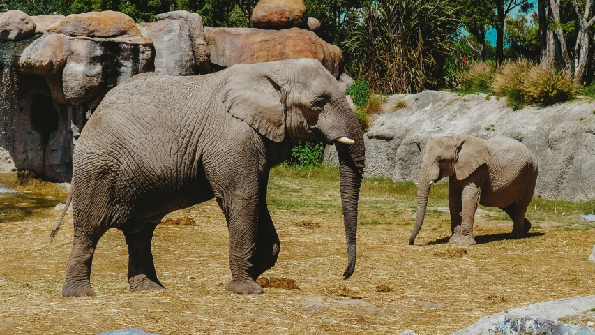 an elephant walking next to two other elephants