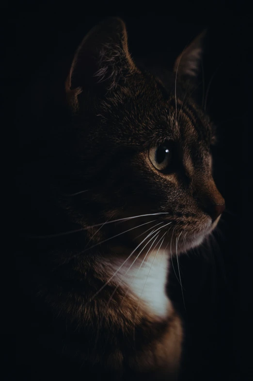 a cat looking at soing while sitting down