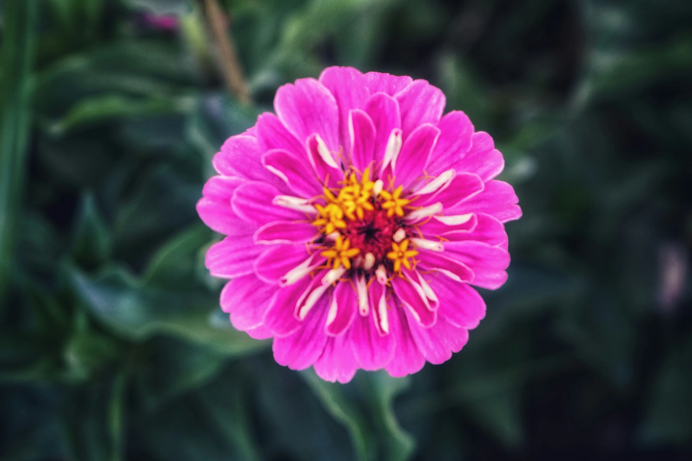 a single pink flower with a yellow center