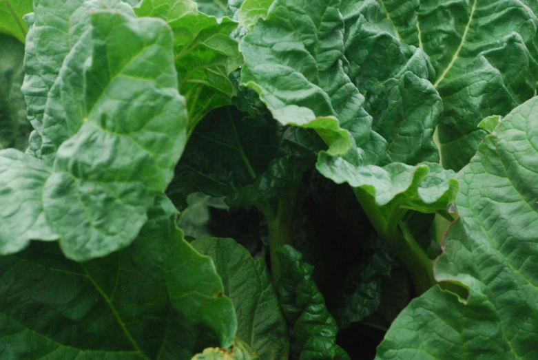 a close up of green leaves on the outside of some plant