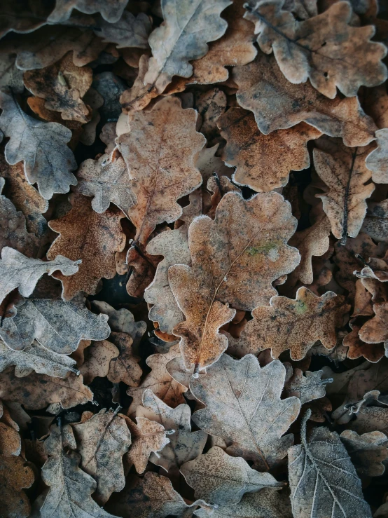 brown leaves on a nch covered in frost