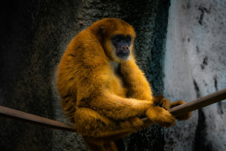 the yellow monkey is perched on a wood stick