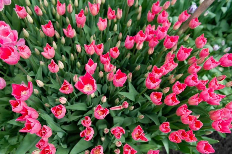 a large arrangement of red and pink flowers