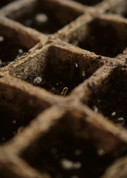 seedlings in the middle of a large pot of soil