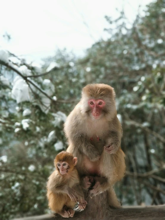 two monkeys on a wooden surface next to trees