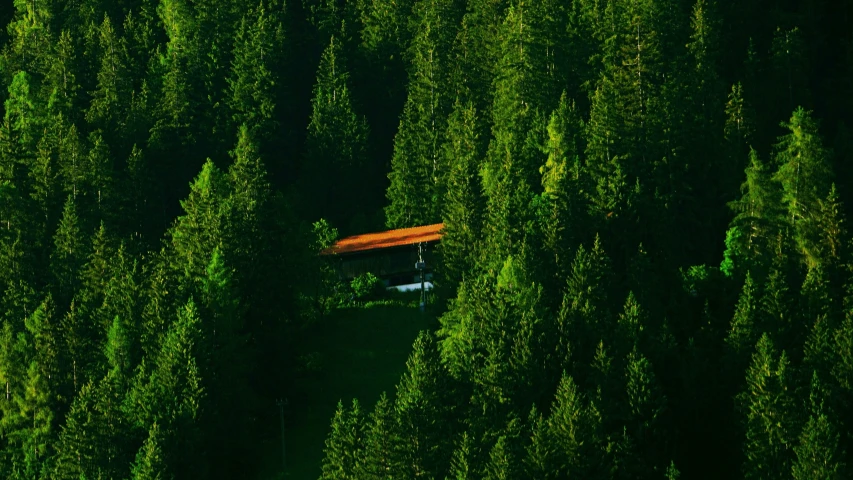 a lush green forest with trees in the middle