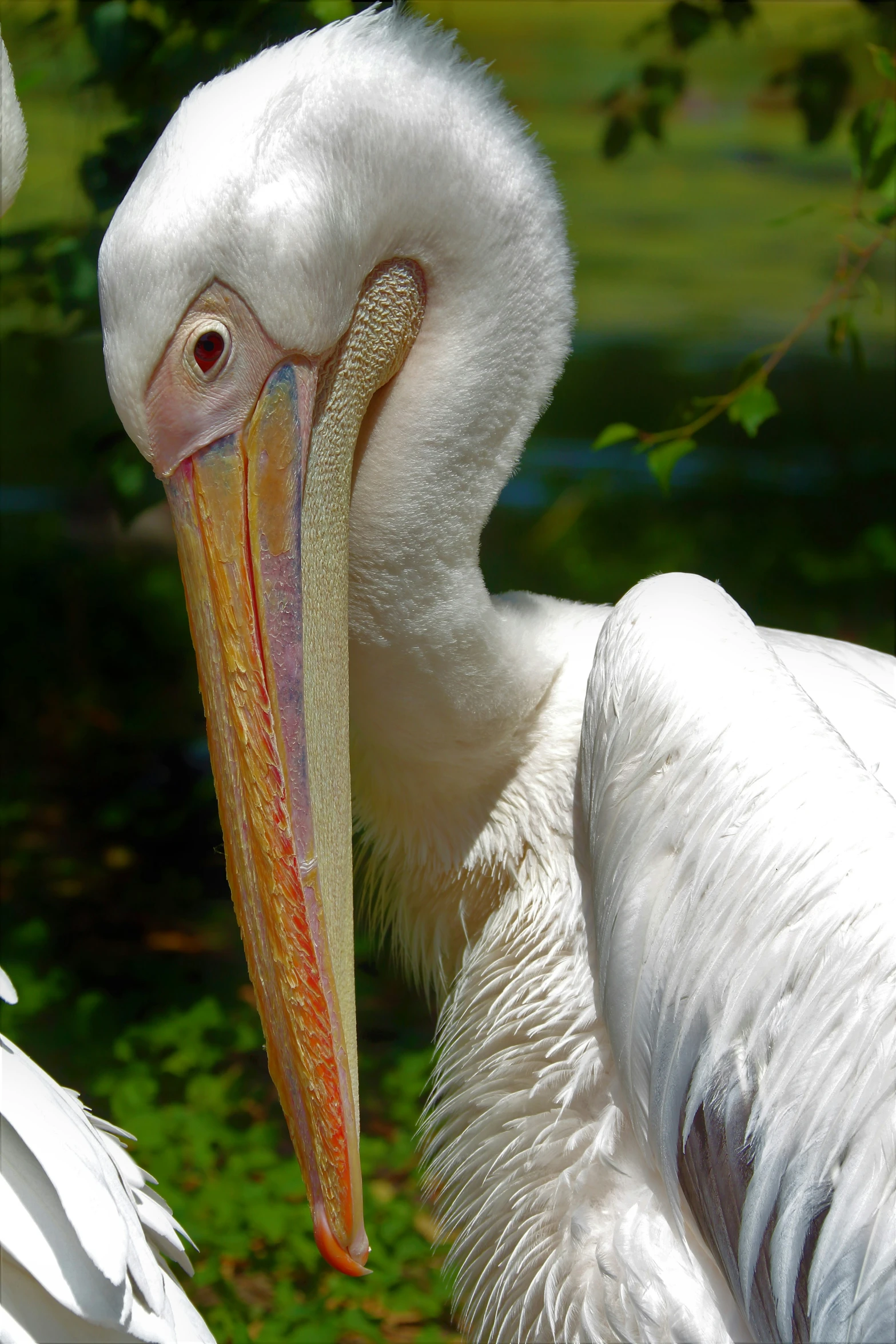 a close up s of a large white bird