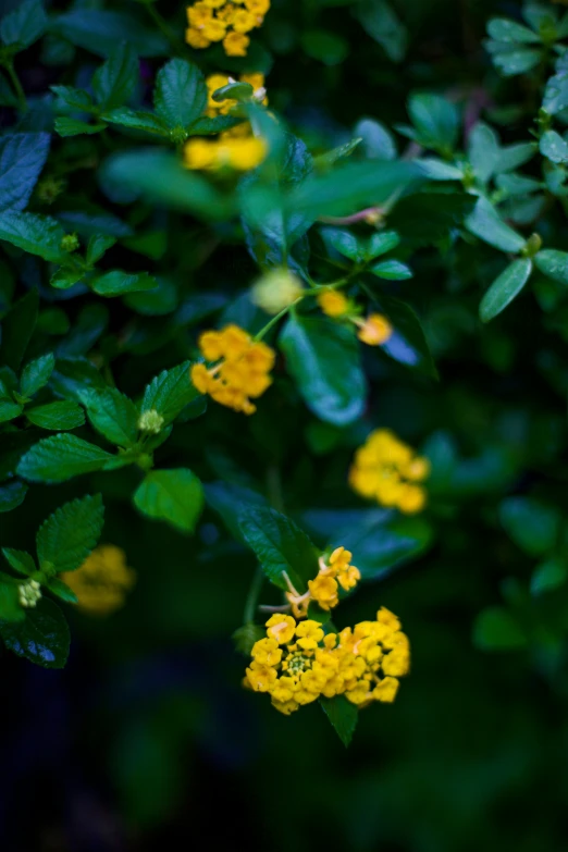 a yellow flower is blooming from the green leaves