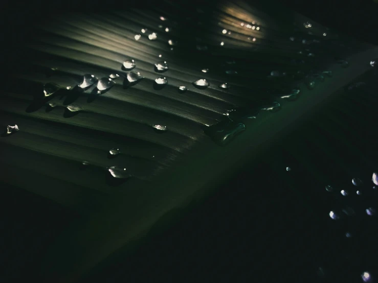 a group of drops of water on top of a plant