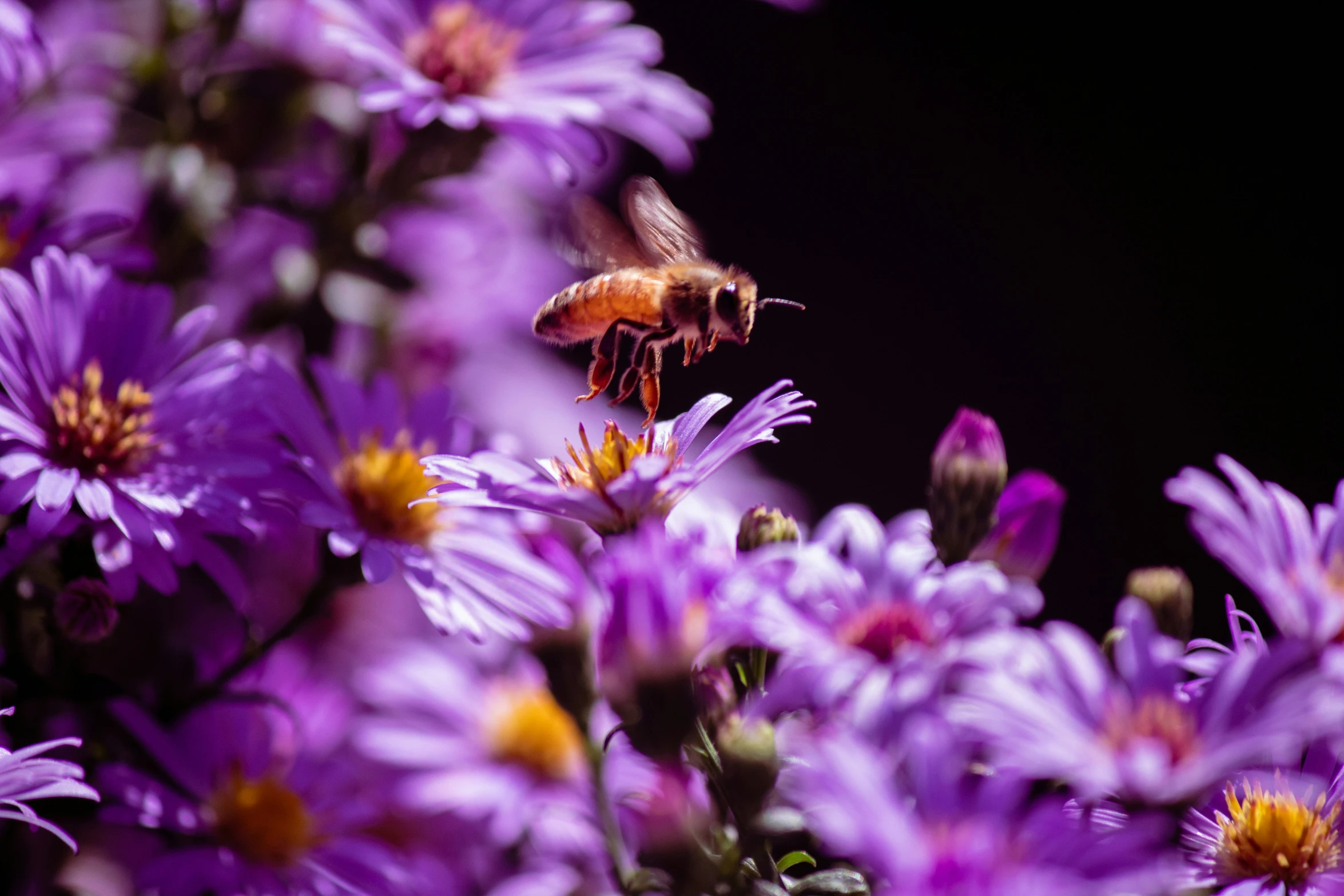 a bee flies to find nectar from the purple flowers