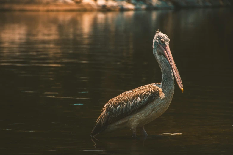 a large bird with a long beak stands in shallow water