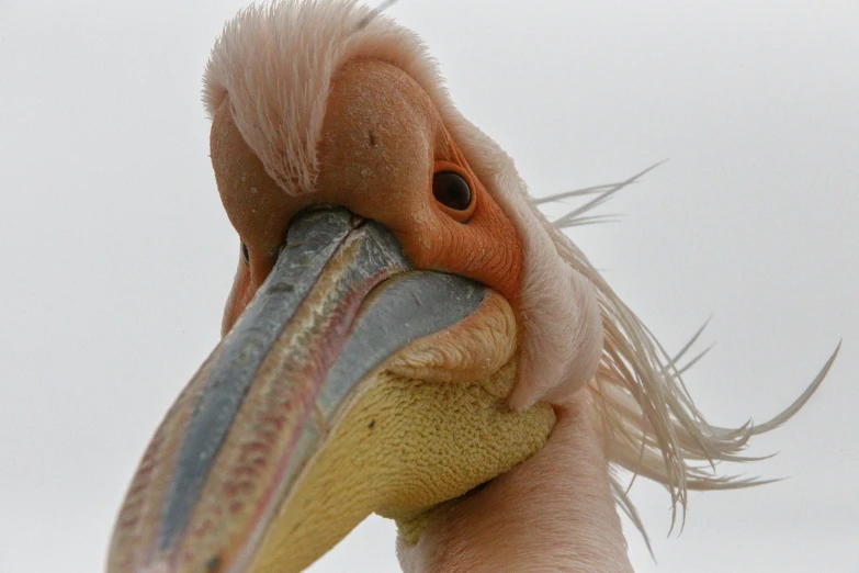 the long necked bird is chewing on soing