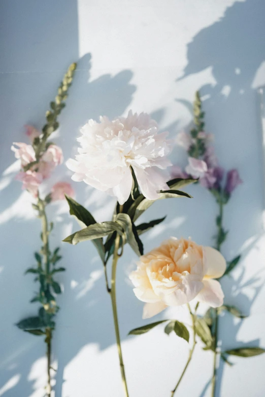 three pink and white flowers in the shadows of wall