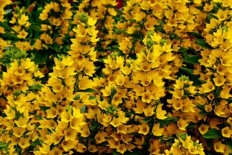 many yellow flowers in the ground near the grass