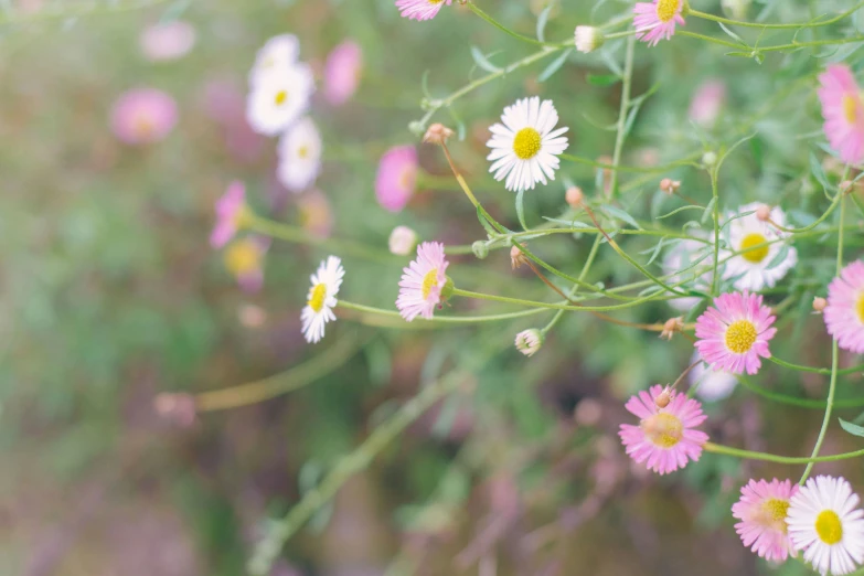 a bunch of flowers are growing next to each other