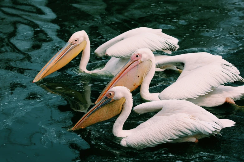 three pelicans floating on the water looking for food