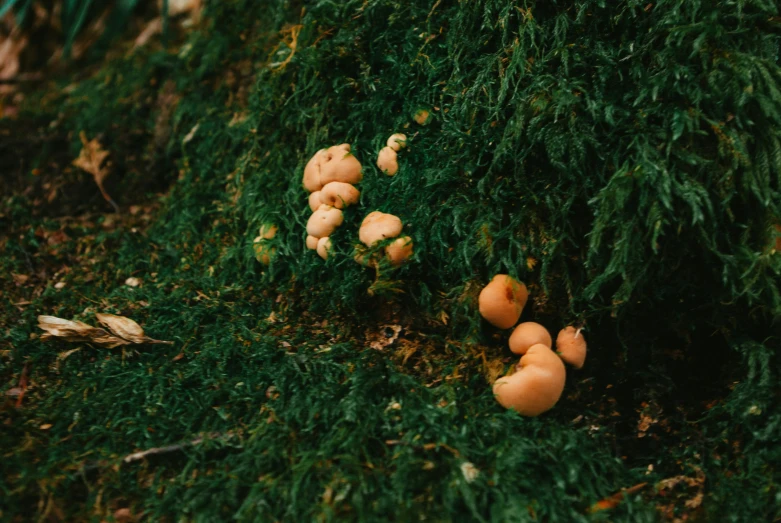 mushrooms sit on the ground and some moss