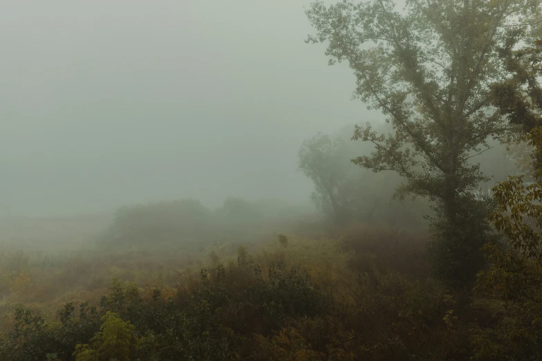 an elephant walks in a foggy field during the day