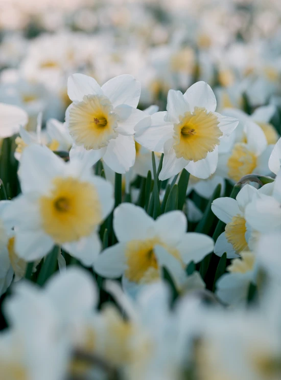 daffodils growing in a bed of snow in the spring