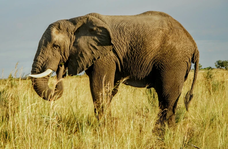 an elephant is standing in a grassy field