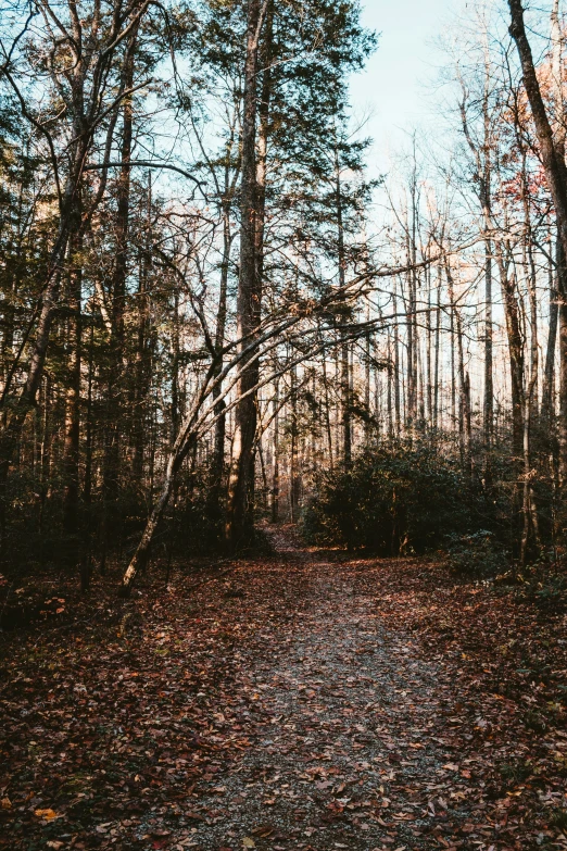 a path in the woods in autumn