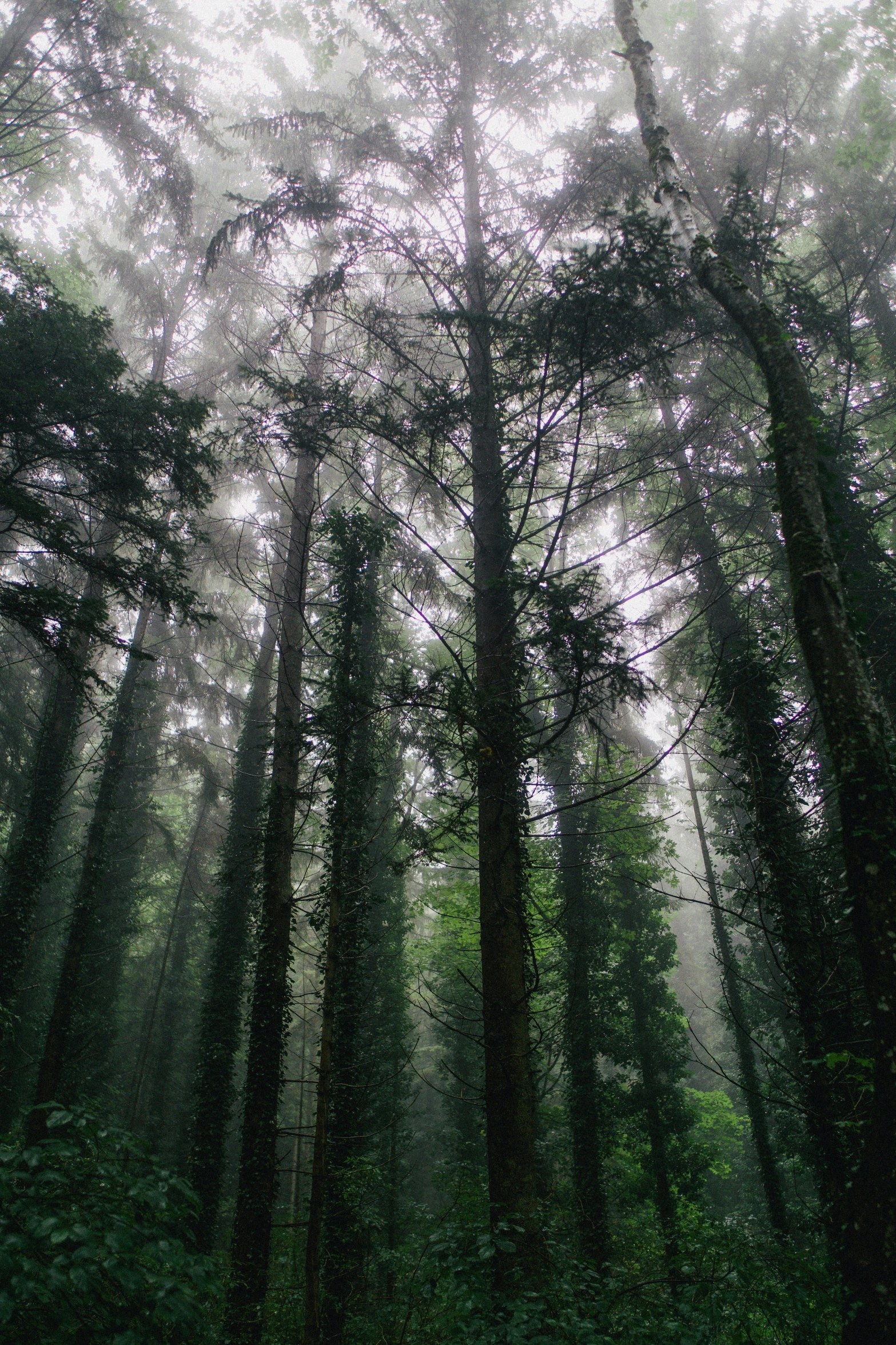 the rain is coming through the trees in the forest